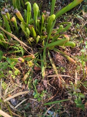 Sarracenia minor