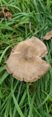 Volvopluteus gloiocephalus