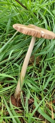 Volvopluteus gloiocephalus