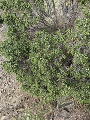 Thymelaea hirsuta