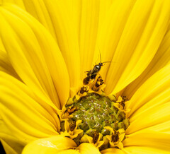 Plagiognathus obscurus