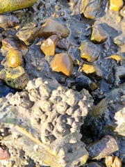 Austrominius modestus