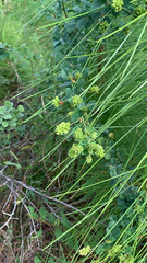 Lespedeza hirta