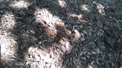 Gryllotalpa gryllotalpa