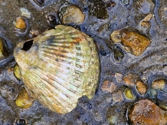 Cerastoderma edule