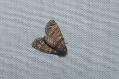 Chlumetia transversa