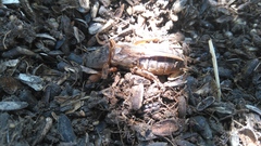 Gryllotalpa gryllotalpa