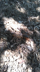 Gryllotalpa gryllotalpa