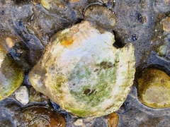 Cerastoderma edule