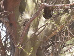 Libidibia paraguariensis