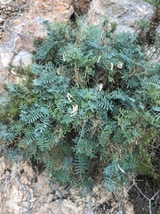 Hippocrepis balearica
