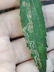 Liriomyza pusilla