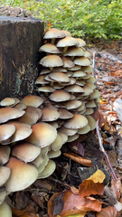 Agaricineae