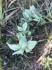 Baptisia bracteata