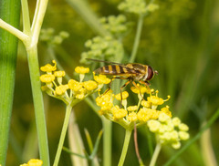 Syrphus rectus