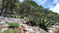 Agave gentryi