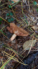 Lactarius xanthogalactus