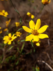 Helianthus porteri