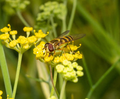 Syrphus rectus
