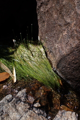 Eriocaulon tonkinense