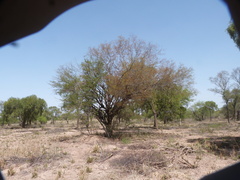 Libidibia paraguariensis