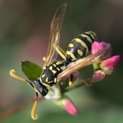 Polistes dominula