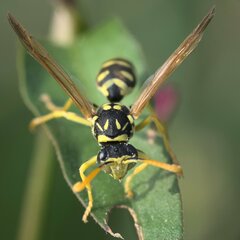 Polistes dominula