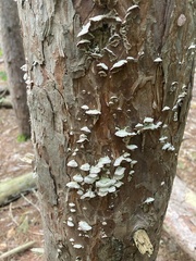 Trichaptum fuscoviolaceum