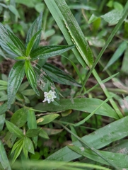 Gomphrena celosioides