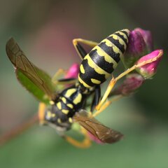 Polistes dominula