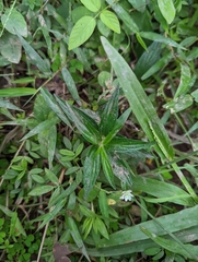 Gomphrena celosioides