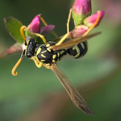 Polistes dominula