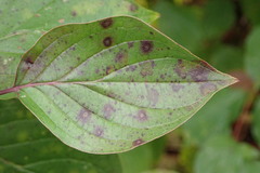 Sphaerulina cornicola