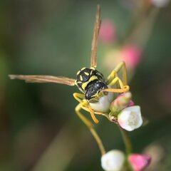 Polistes dominula