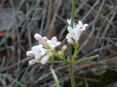 Asperula