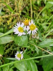 Tripolium pannonicum