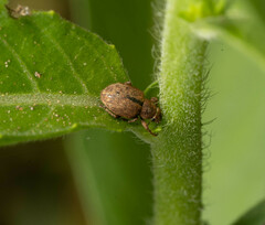Strophosoma melanogrammum
