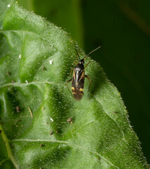 Plagiognathus obscurus