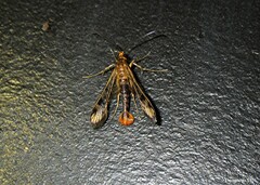 Synanthedon acerni