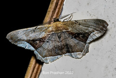 Chorodna metaphaearia