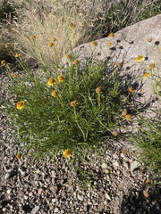 Sidneya tenuifolia