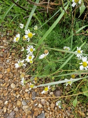 Tripleurospermum maritimum