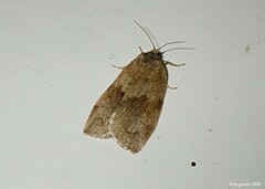 Choristoneura conflictana