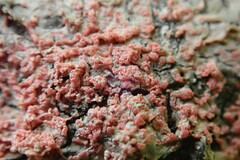 Marchandiomyces corallinus