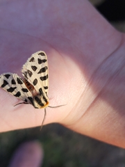 Apantesis incorrupta