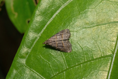 Schrankia bilineata