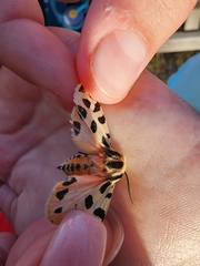 Apantesis incorrupta