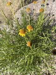 Sidneya tenuifolia