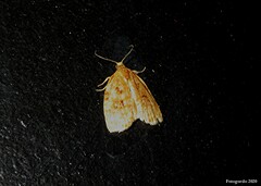 Archips cerasivorana