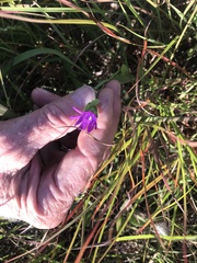 Symphyotrichum sericeum